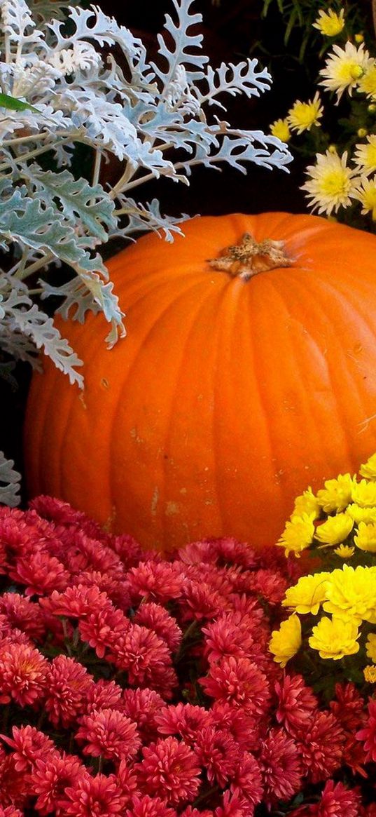 chrysanthemums, flowers, lots, pumpkin, garden