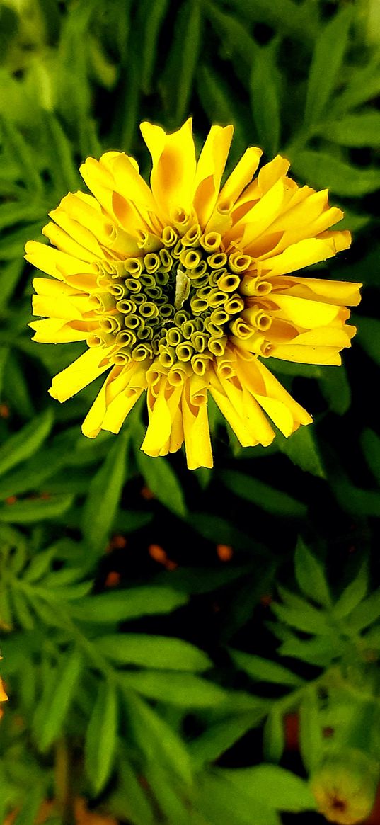 flower, marigold, yellow, plant, nature