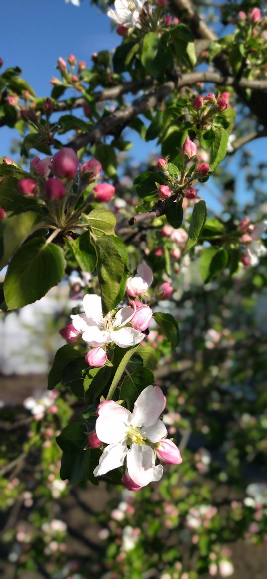 spring, flowers, may, beauty, apple tree