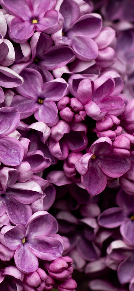 bunch, flower, pink, nature, beauty