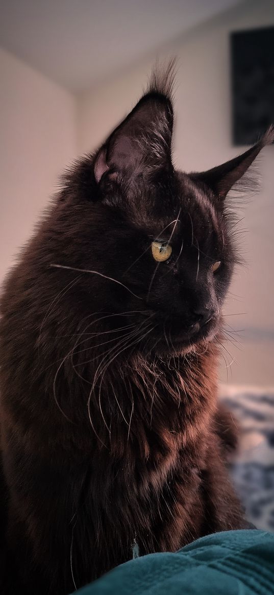 maine coon, cat, black, fluffy