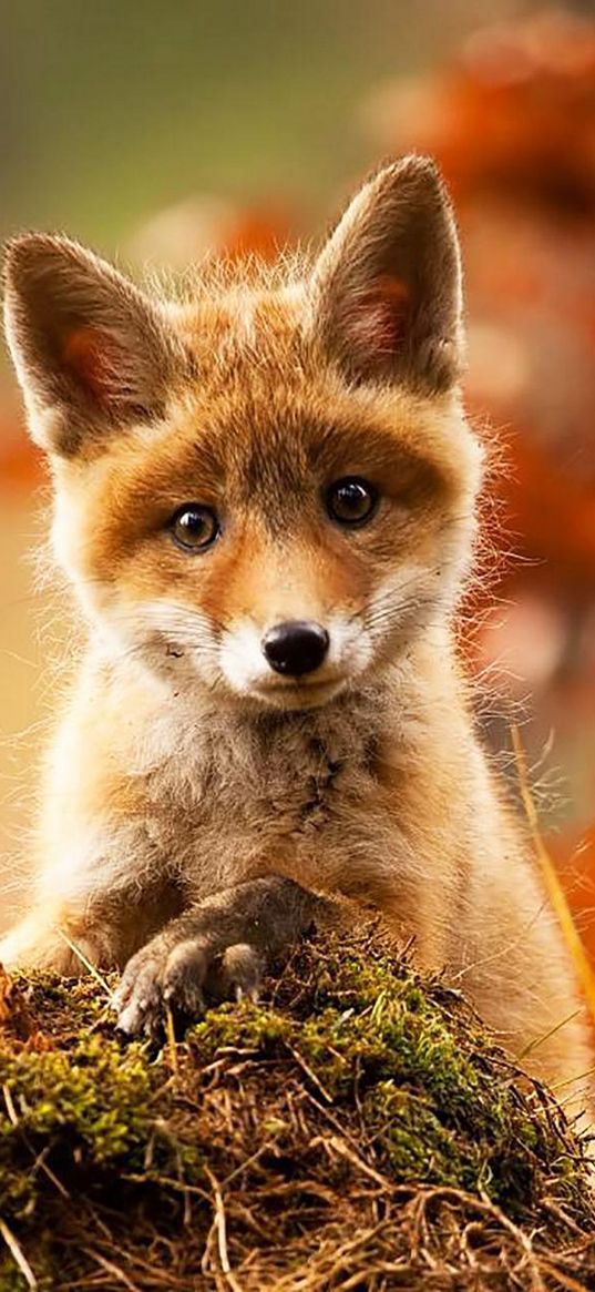 fox cub, animal, nature, cute