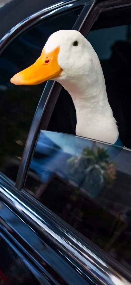 goose, car, funny, cool