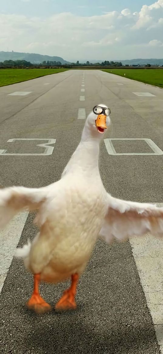 goose, pilot, runway, funny