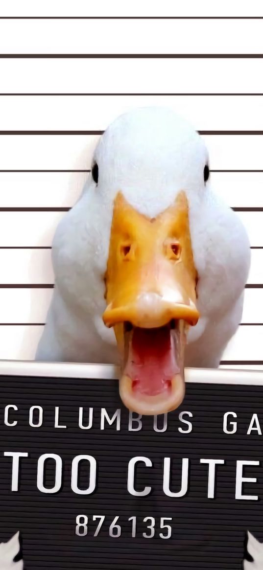 goose, criminal, cute, funny, cool