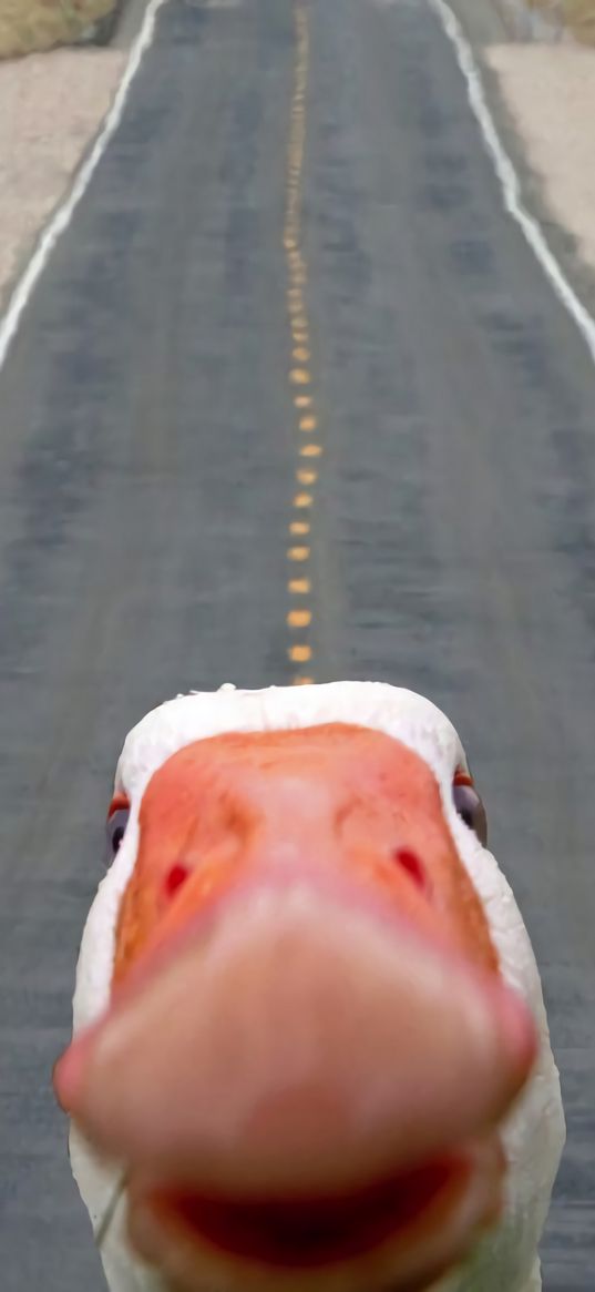 goose, selfie, beak, road