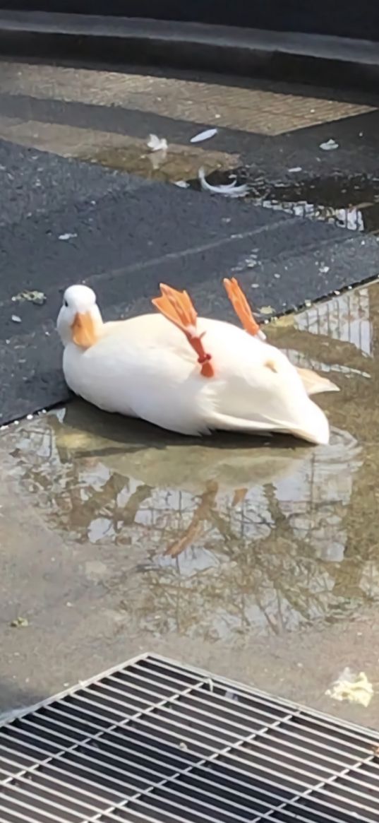 goose, puddle, funny