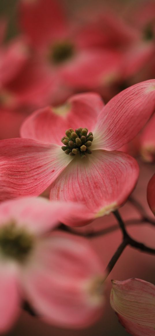 dogwood, flowers, petals, macro, pink