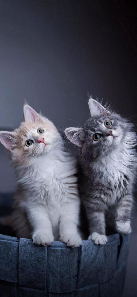 kittens, animals, white, gray, basket