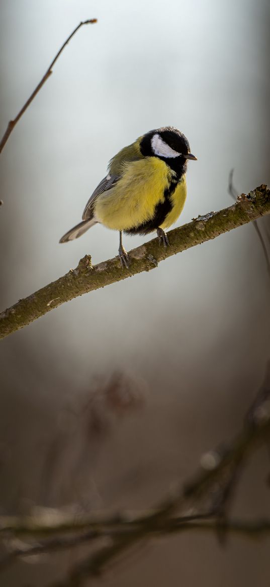 chickadee, bird, branch, blur, winter