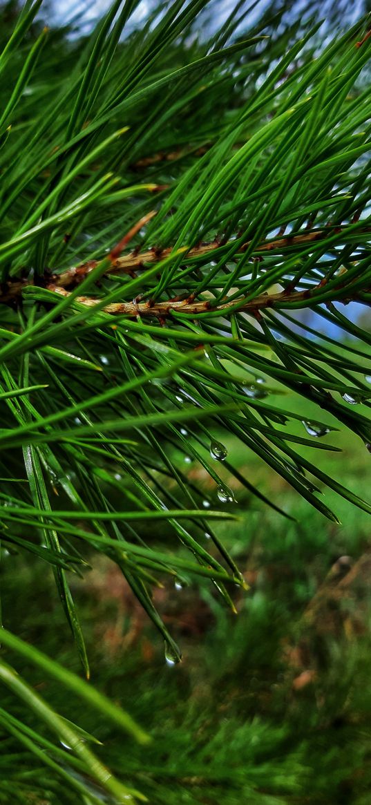 christmas tree, needles, drops, green, plant, nature, macro