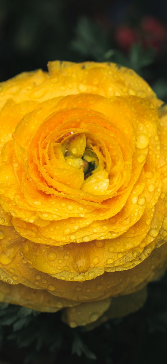 ranunculus, flower, petals, drops, macro, yellow