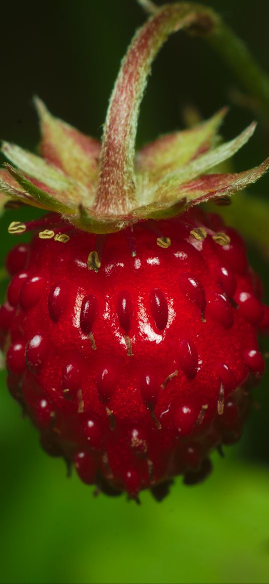 strawberry, berry, leaves, macro, red