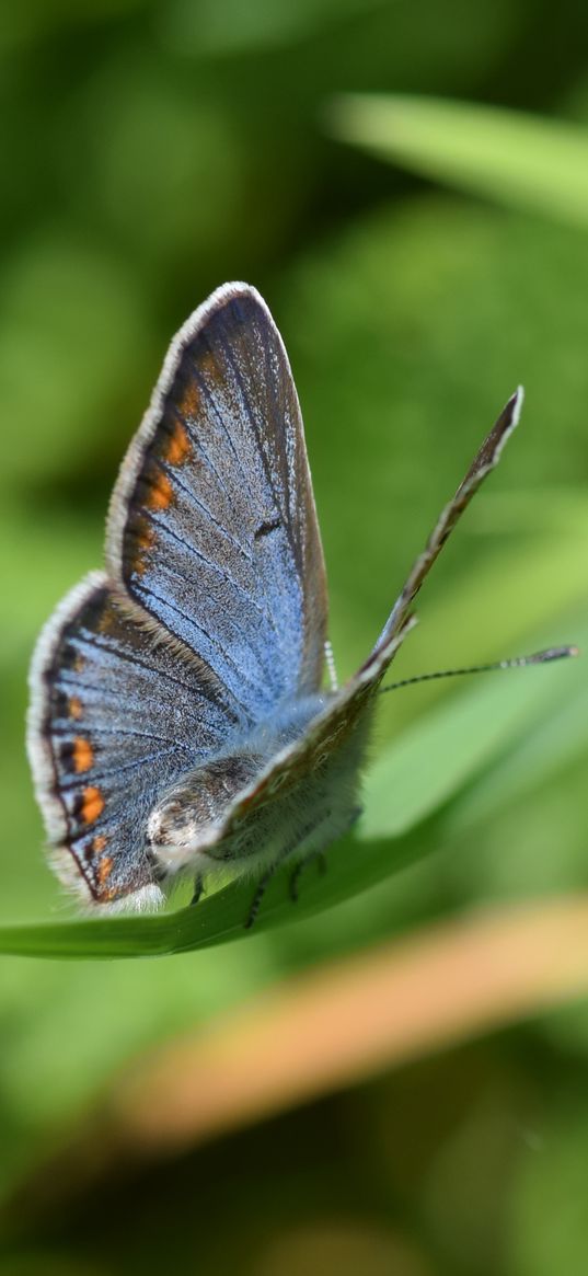 lycaenidae, butterfly, leaf, macro