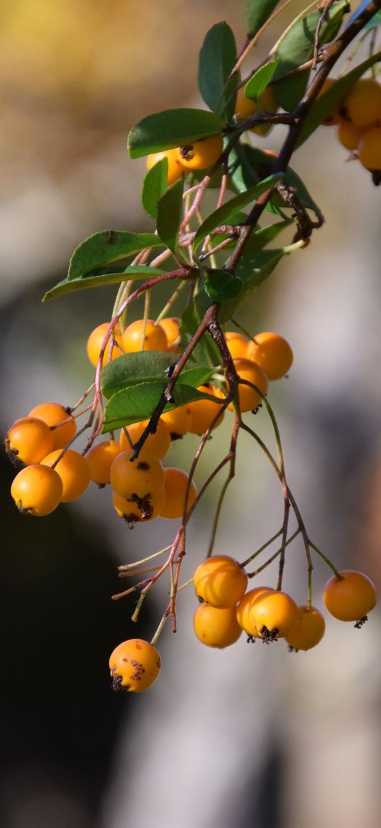 mountain ash, branch, berries, leaves, macro, yellow