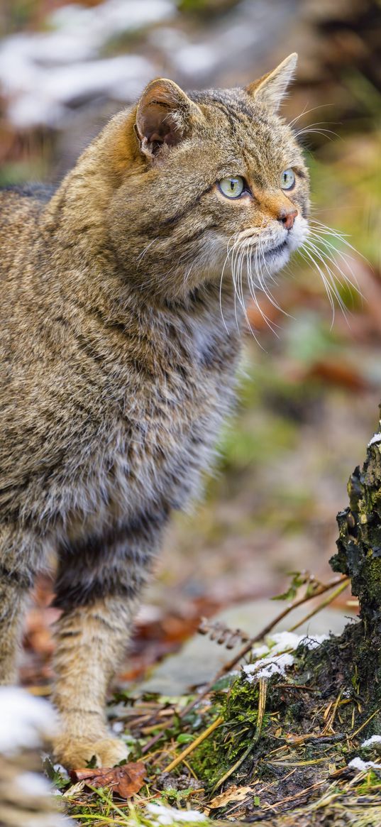 wild cat, glance, blur, wildlife