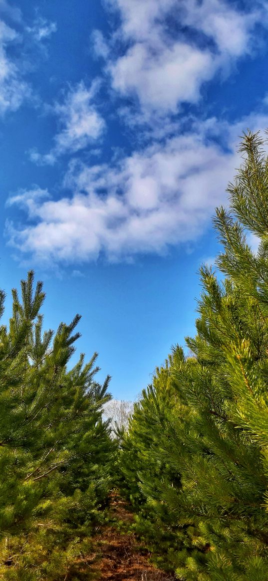 pine trees, nature, forest, blue sky