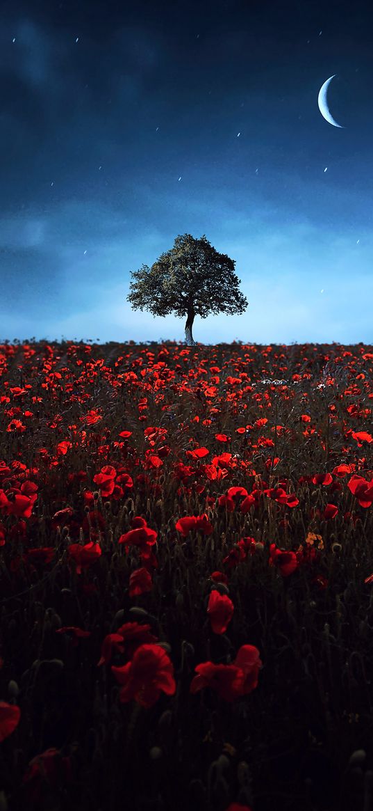 poppies, flowers, field, tree, moon, night