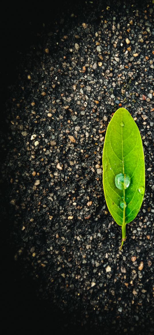 leaf, creative, cool, green leaf, rain drops