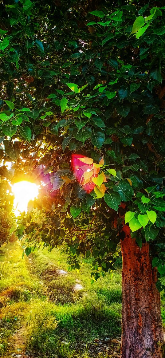 garden, tree, sunlight, green