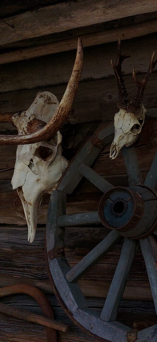 aesthetics, skull, vikings