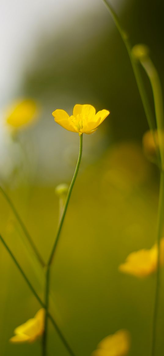 buttercup, flower, petals, yellow, blur