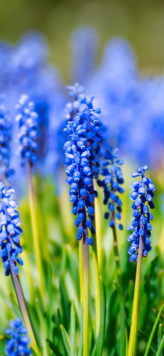 hyacinth, inflorescence, leaves, flowers