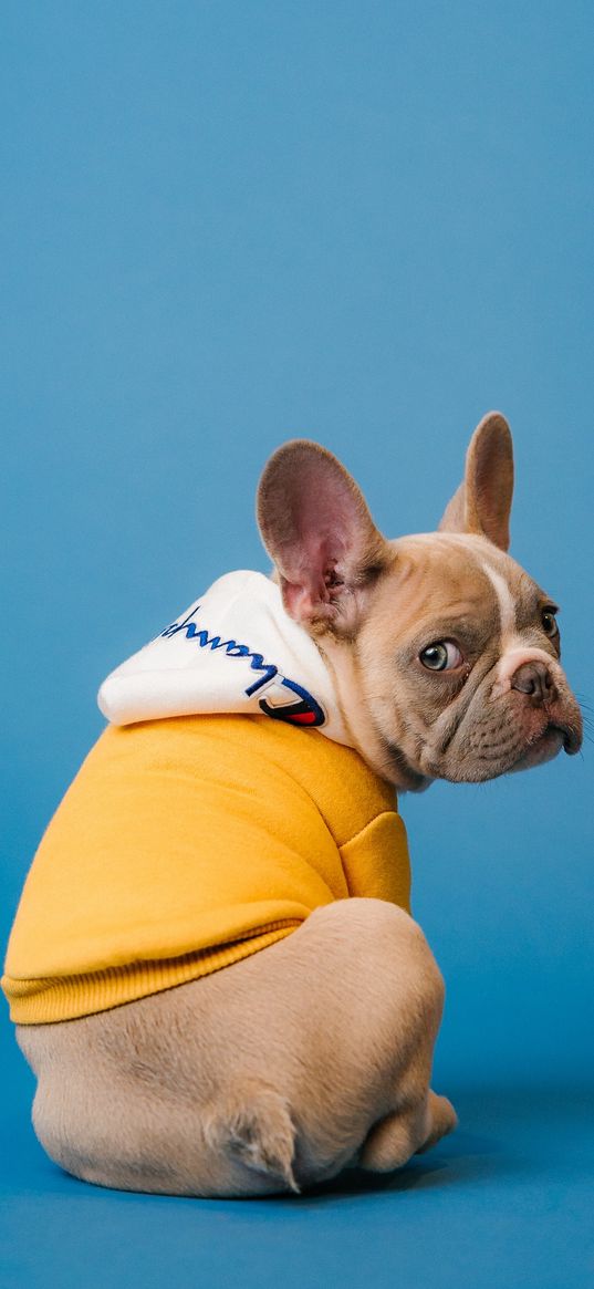 bulldog, dog, pet, hoodie, funny, blue background