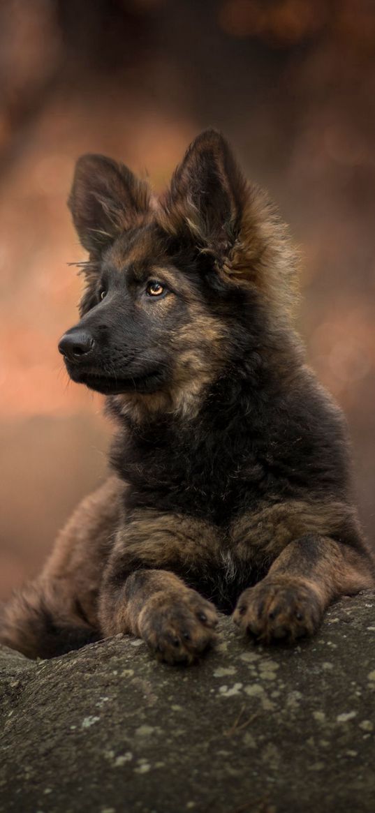 german shepherd, puppy, dog, cute, pet