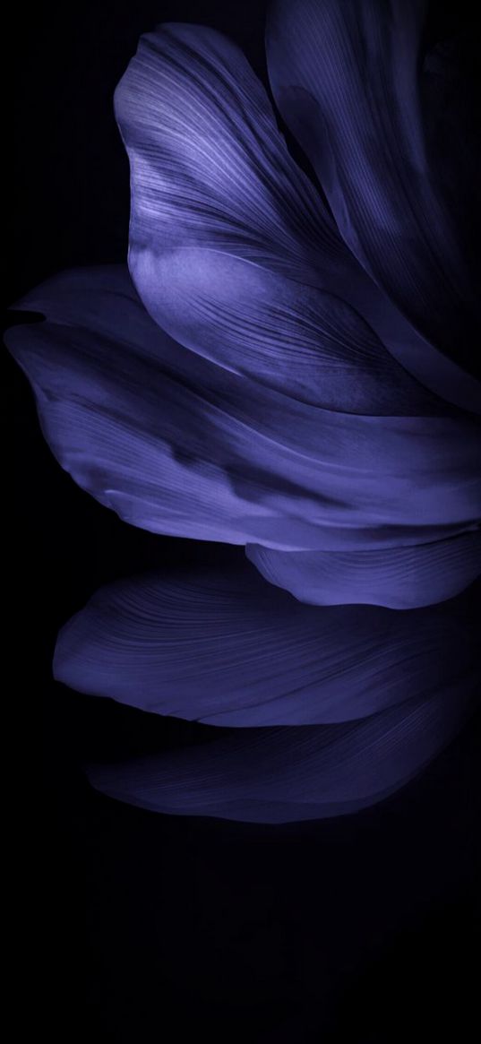 petals, flower, purple, black background, macro