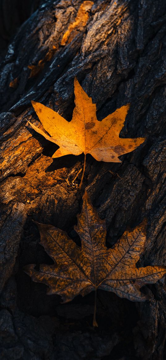 tree, leaf, maple, autumn, nature