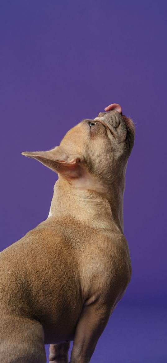 pug, purple background, dog