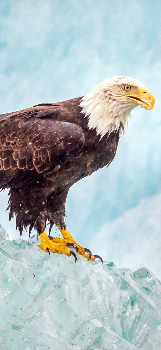 bald eagle, bird, ice