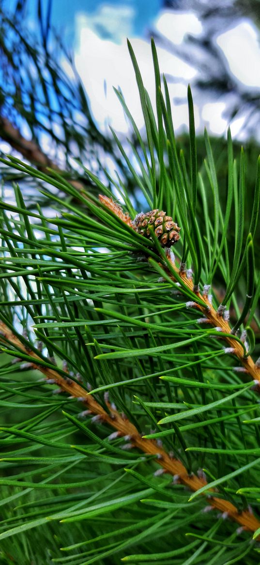 pine, needles, cone, forest, nature