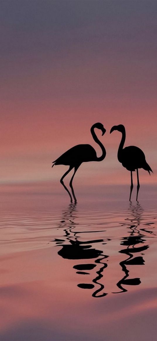 flamingos, birds, silhouette, water, pink