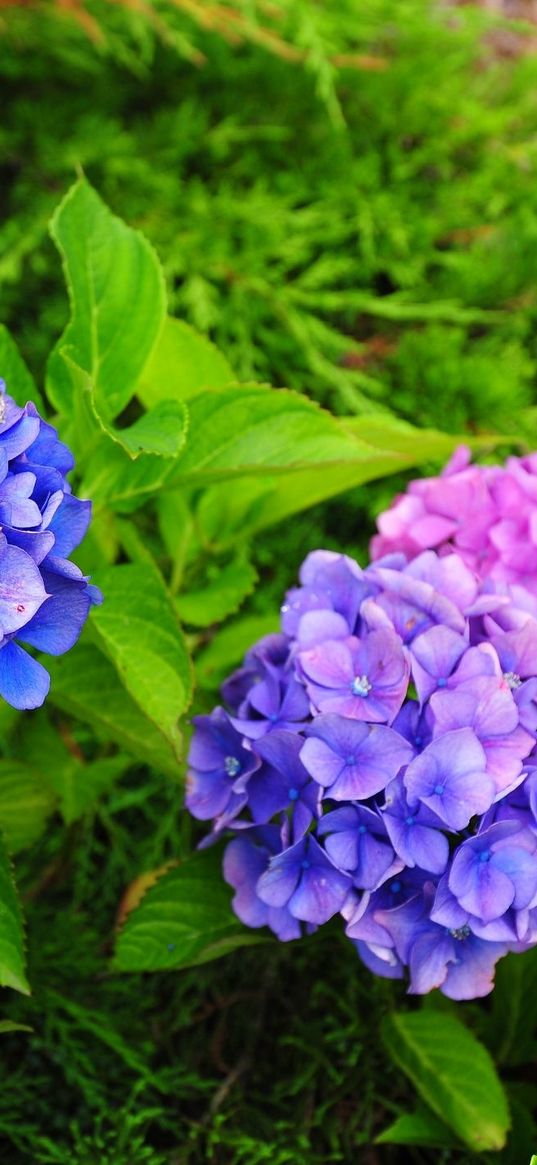 hydrangea, flowers, herbs, needles, close-up