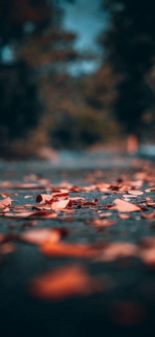 leaves, autumn, asphalt, blur