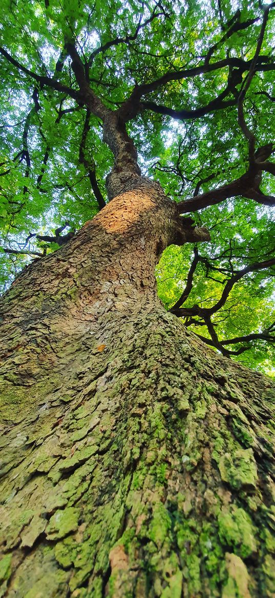 trunk, branches, leaves, tree, bark, bottom view, plant, nature