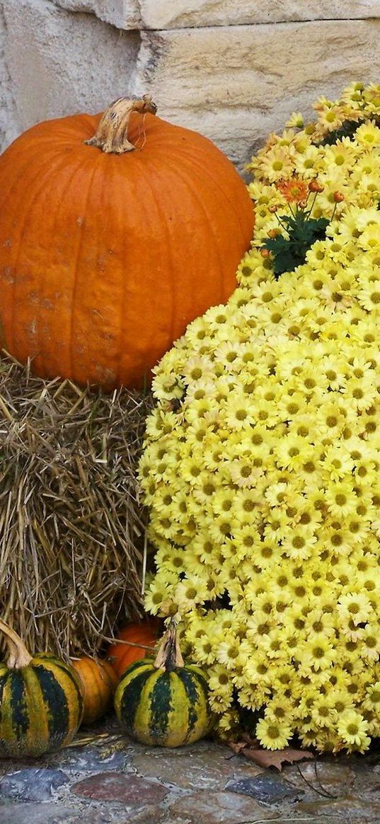 chrysanthemums, flowers, pumpkins, hay, squash, still life