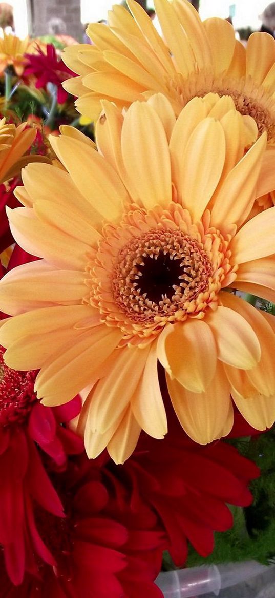 gerbera, flower, bouquet, bright, beautiful