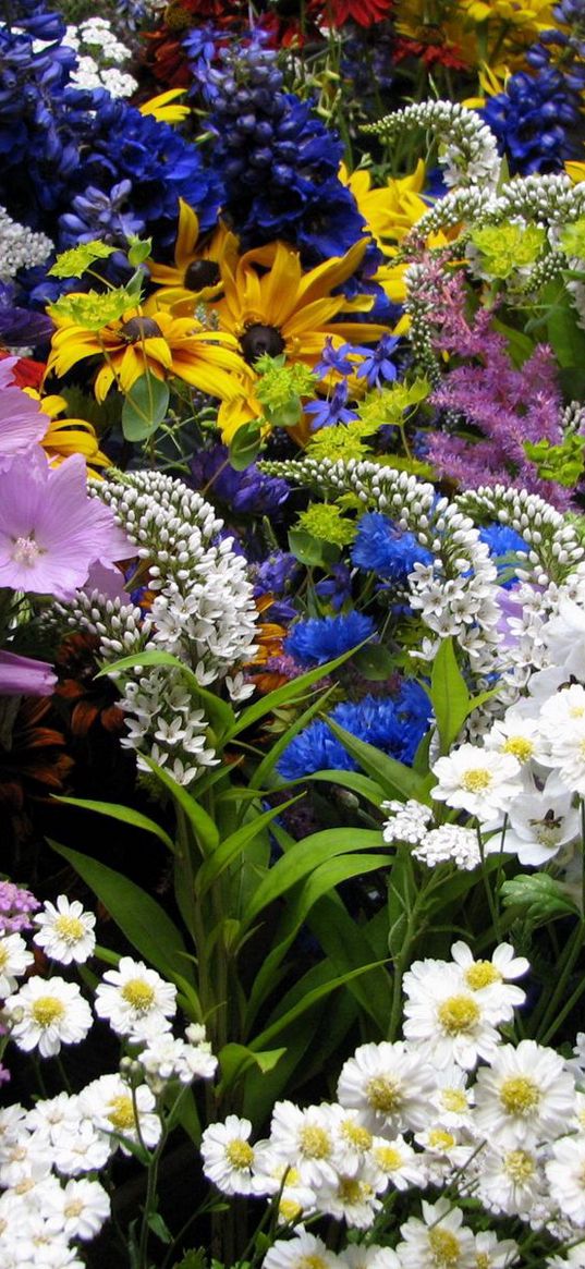 flowers, muscari, many, flowerbed, various