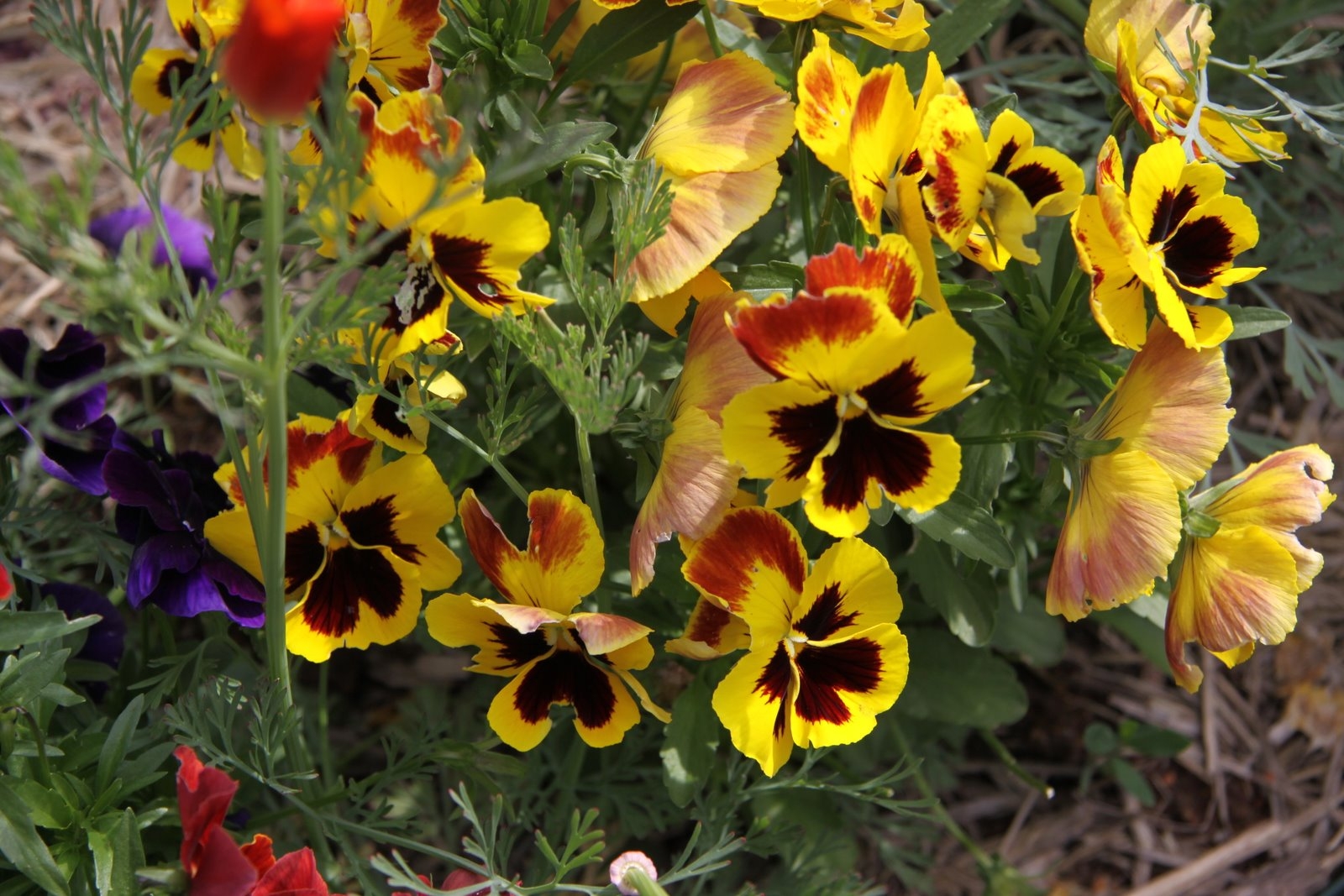 pansies, flowers, herbs, close-up