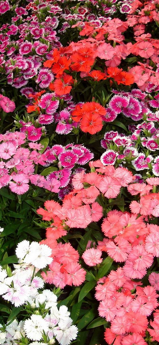 carnations, flowers, beauty, different, small