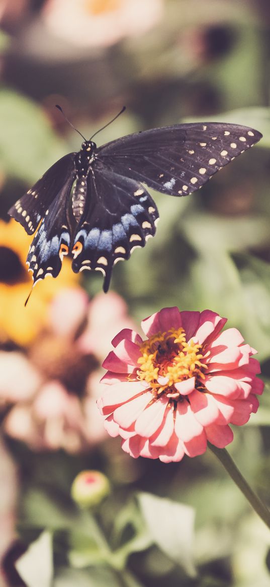 swallowtail, butterfly, flowers, macro