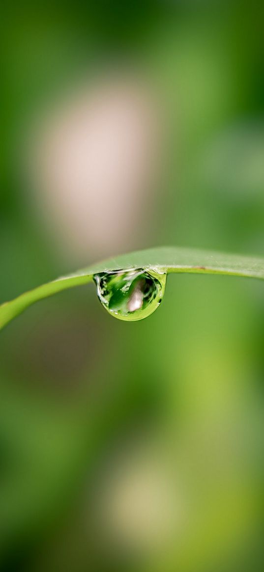 drop, water, leaf, curve, blur, macro