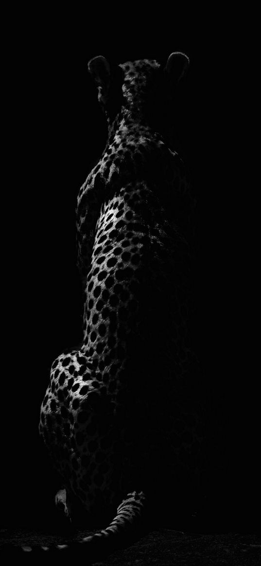 cheetah, blacknwhite, jags