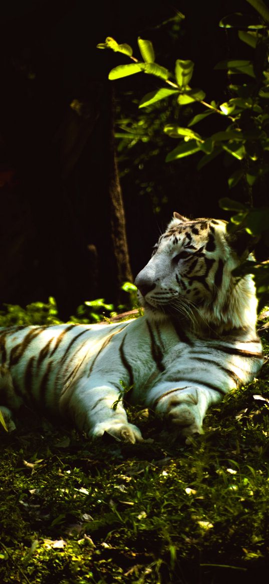 white tiger, pose, predator, grass