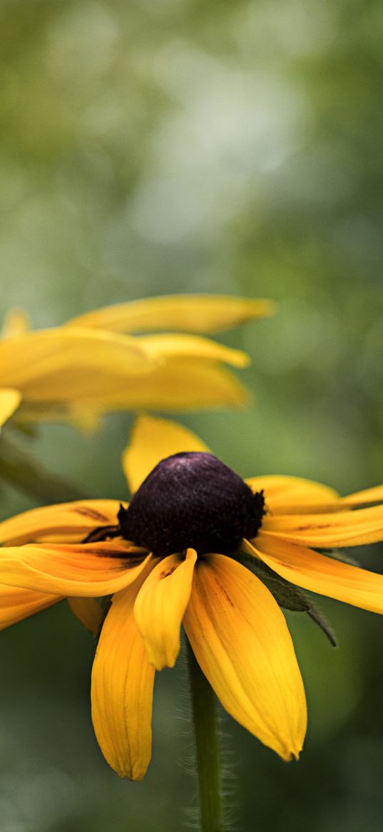 rudbeckia, flower, petals, blur, macro, yellow