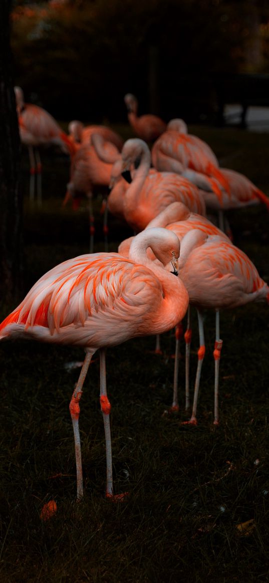 flamingos, birds, pink, animals