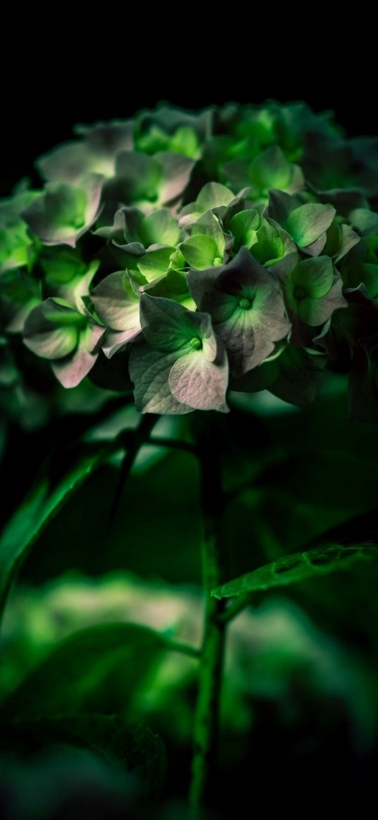 hydrangea, flower, macro, green, plant